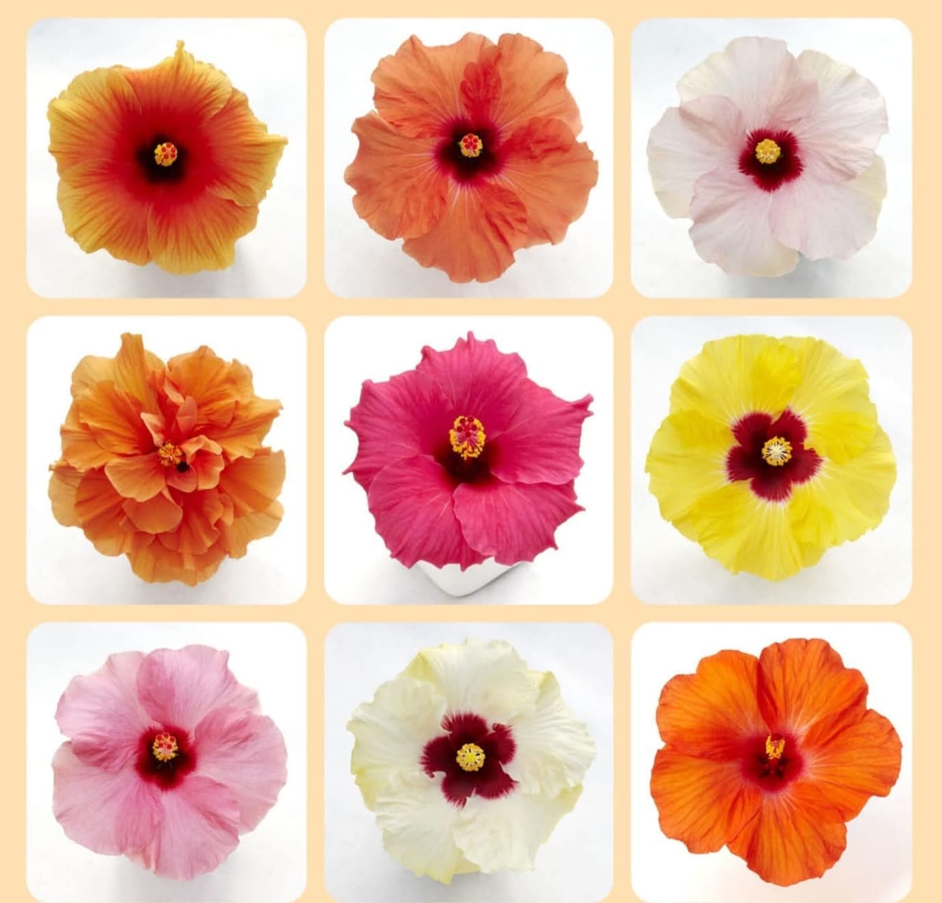 Hibiscus - Dwarf mix