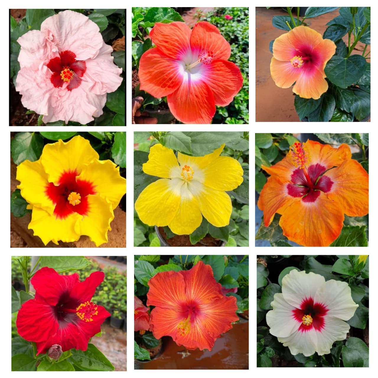 American hibiscus