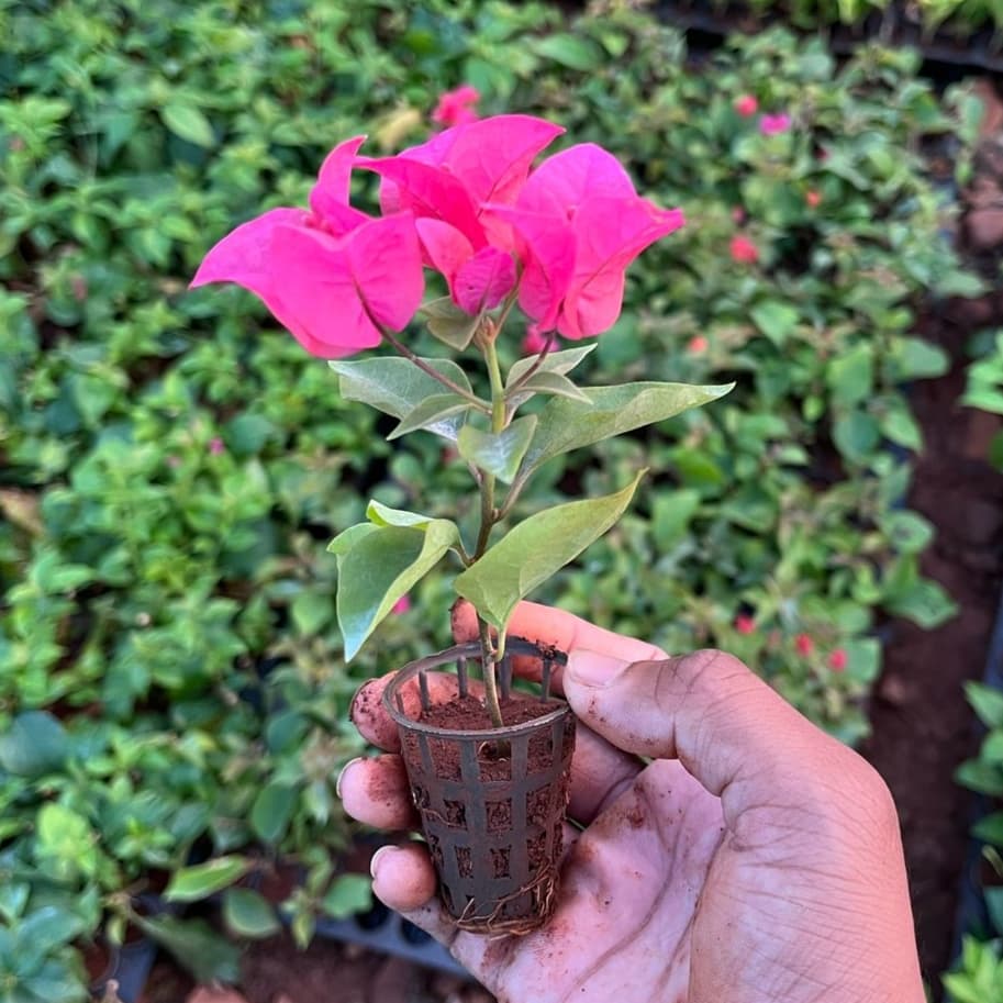 Bougainville Dwarf - Pink Thai