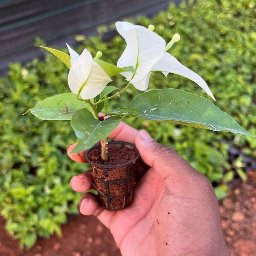 Bougainville Dwarf - White micro