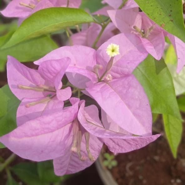Bougainville Dwarf - Baby Pink micro