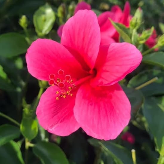 Viceroy Hibiscus