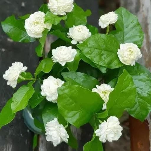 Jasmine / Moti mogra