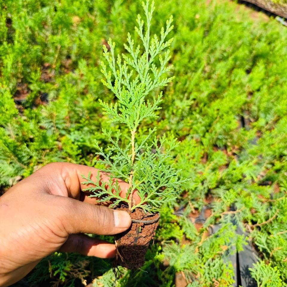 Golden Morpankhi / Thuja Micro