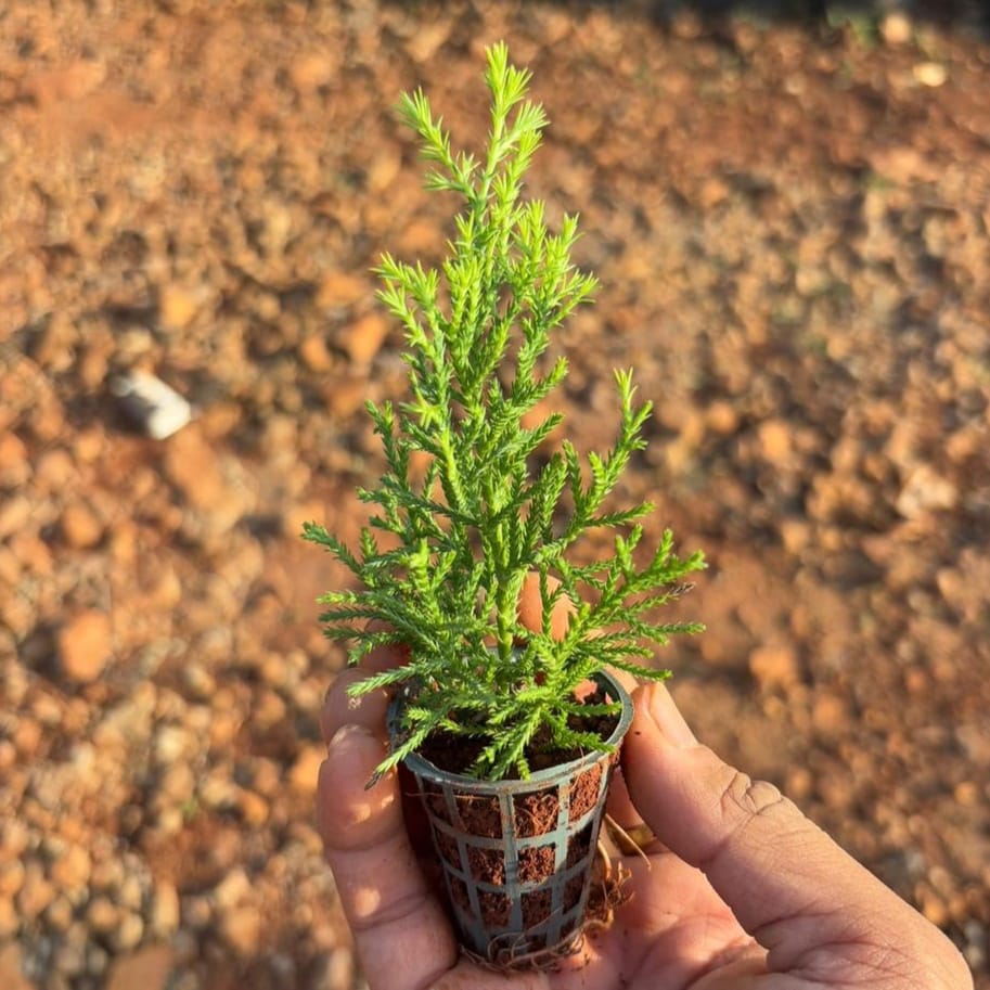 Golden Cypress Micro
