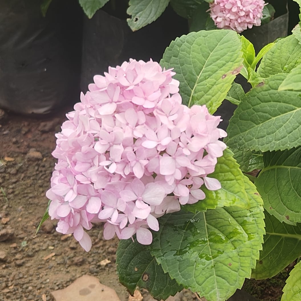 Hydrangea Pink micro