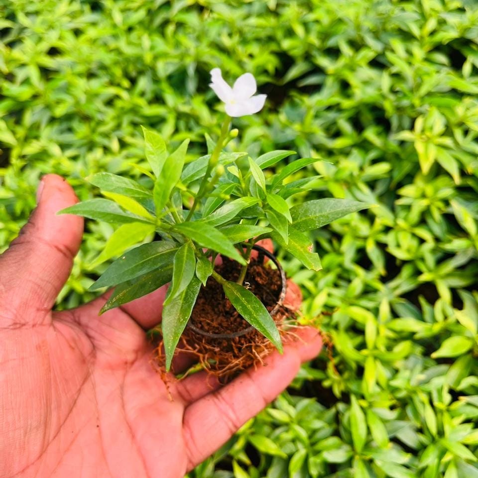 Mini Tagar / chandni micro