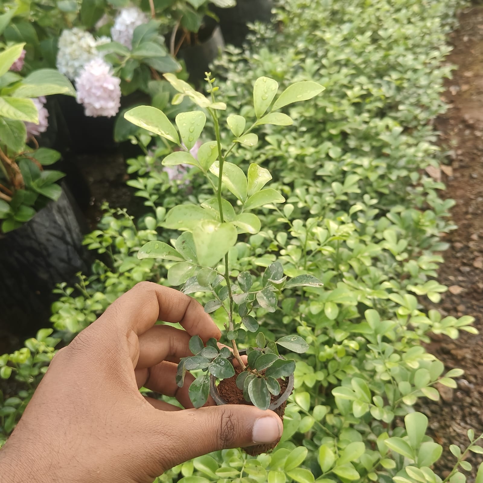 Madhukamini Dwarf Micro