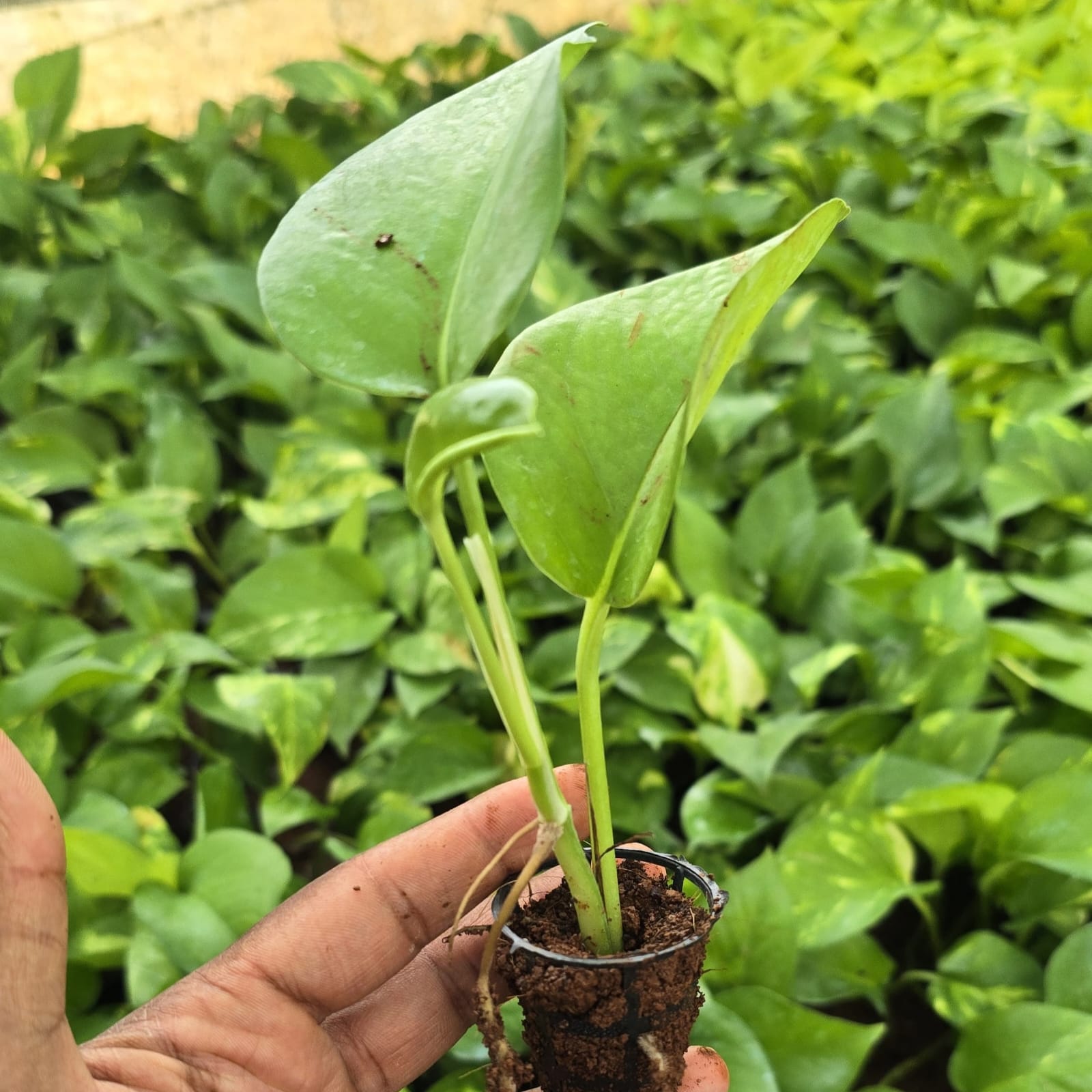 Green money plant micro