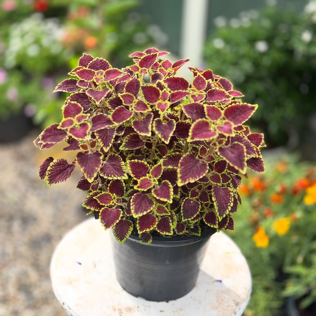 Coleus - Maroon