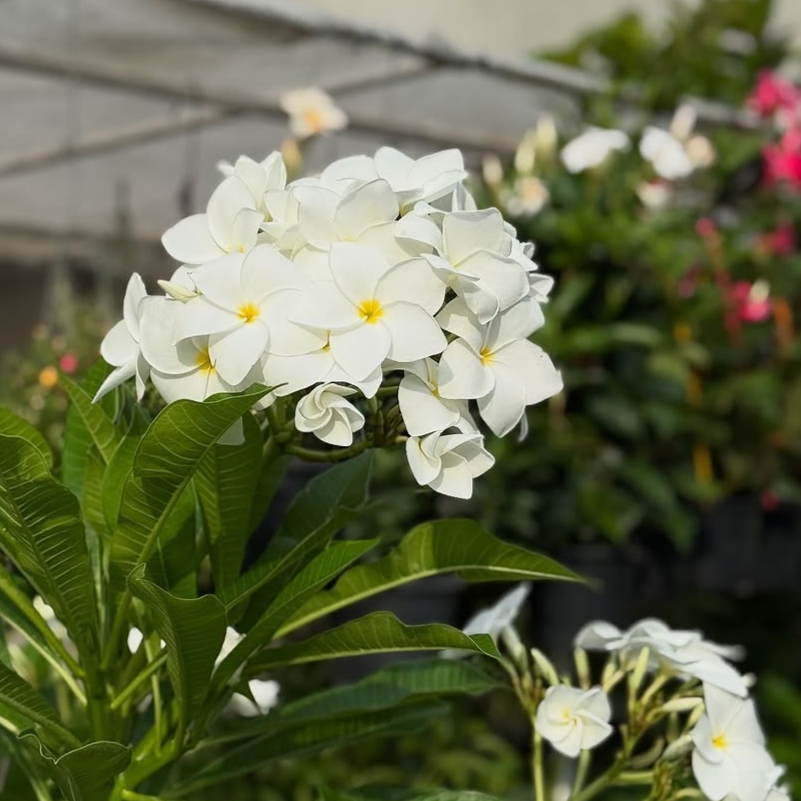 Plumeria Pudica Chafa