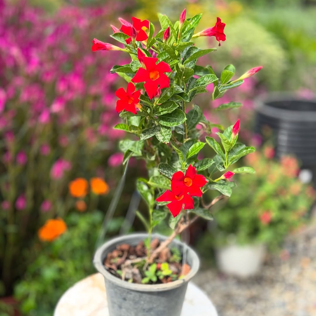 Mandeville Red