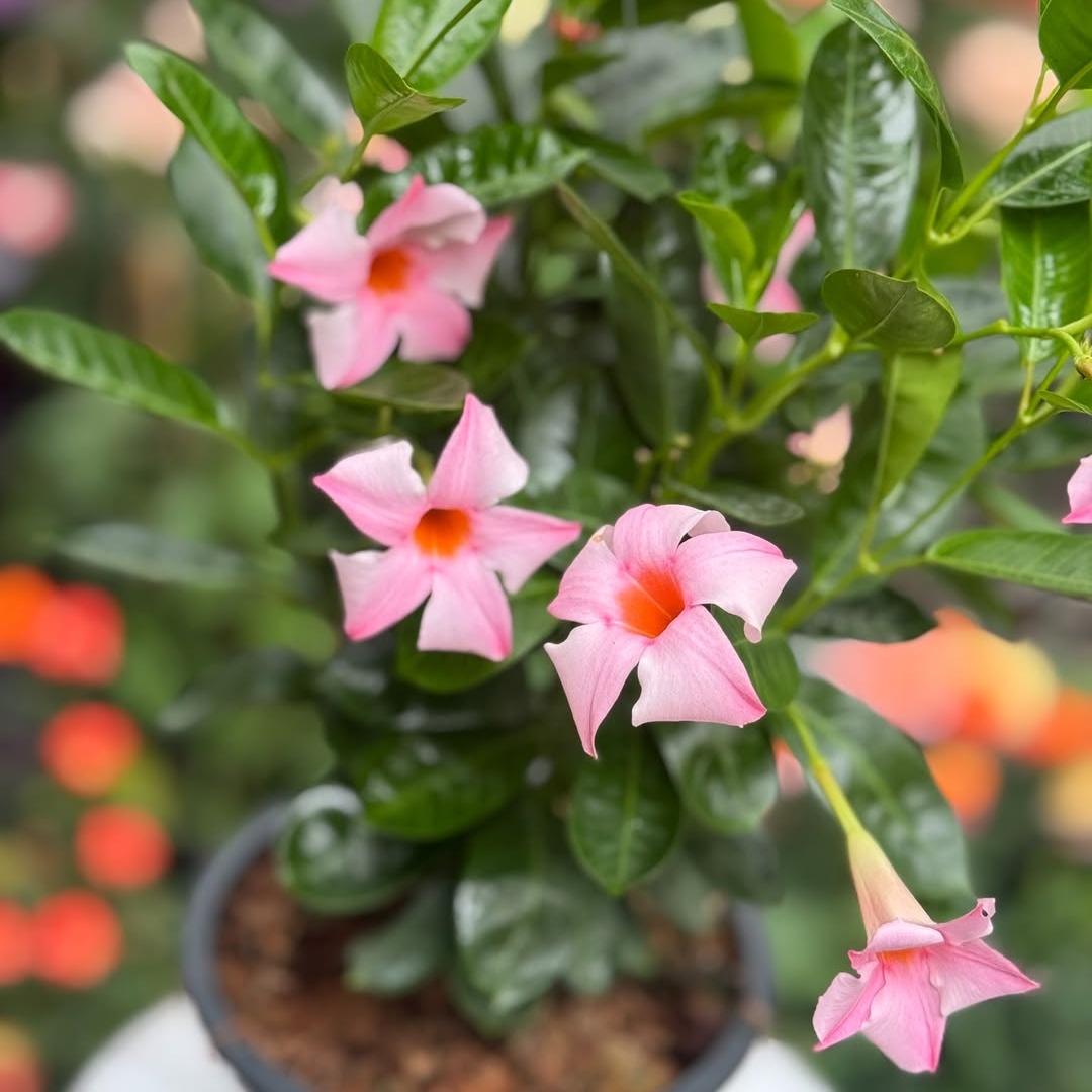 Mandevilla Pink