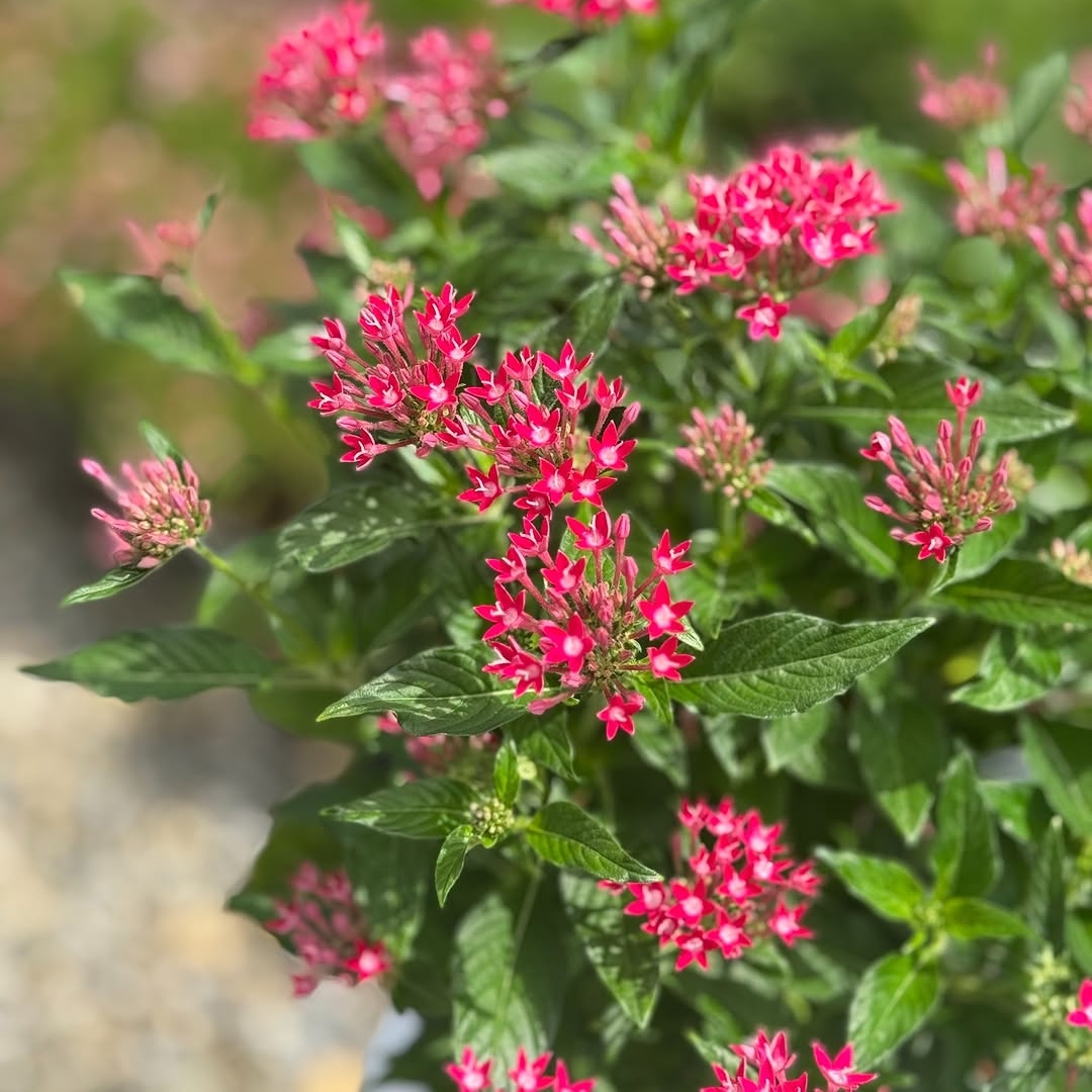 Pentas - Red