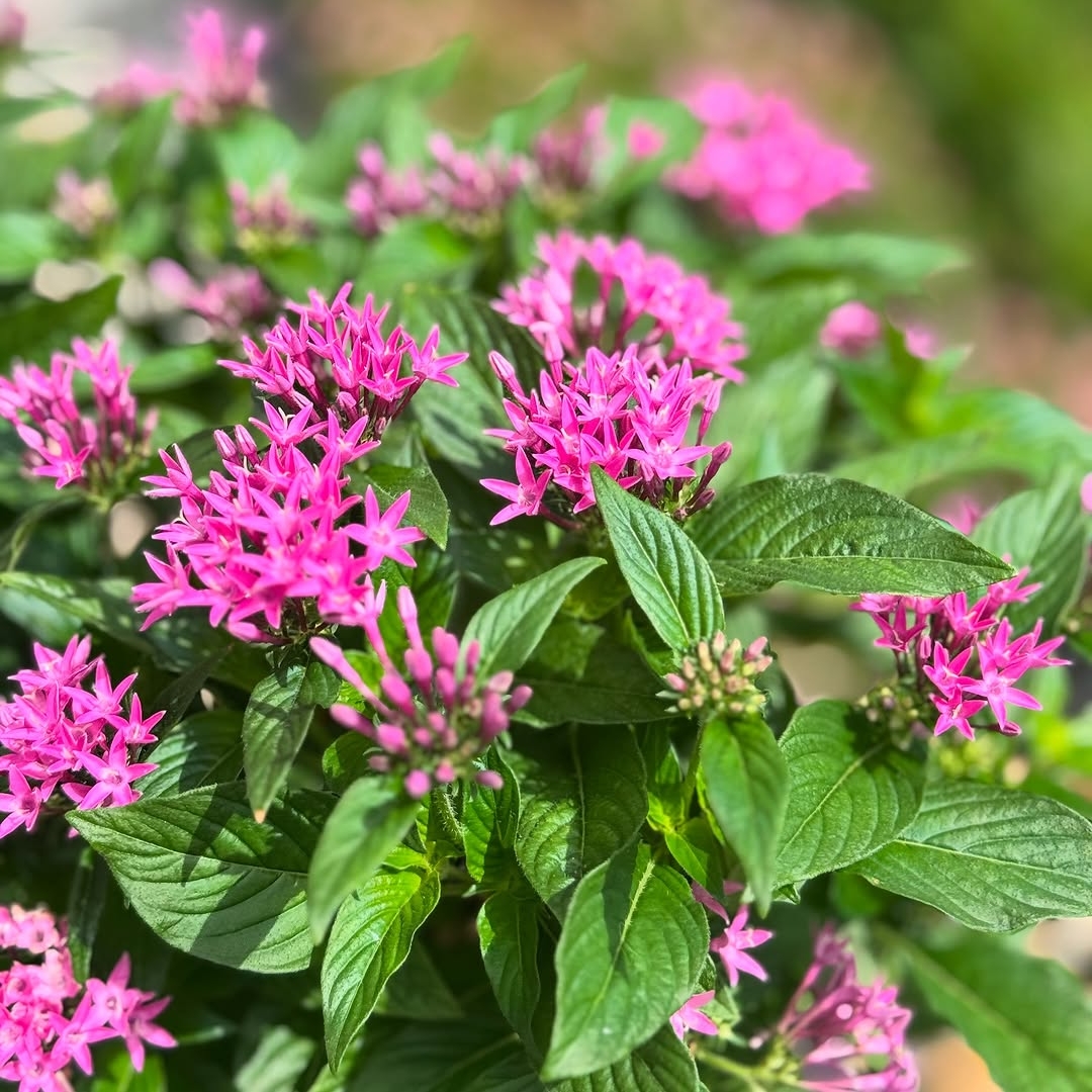 Pentas -  Pink