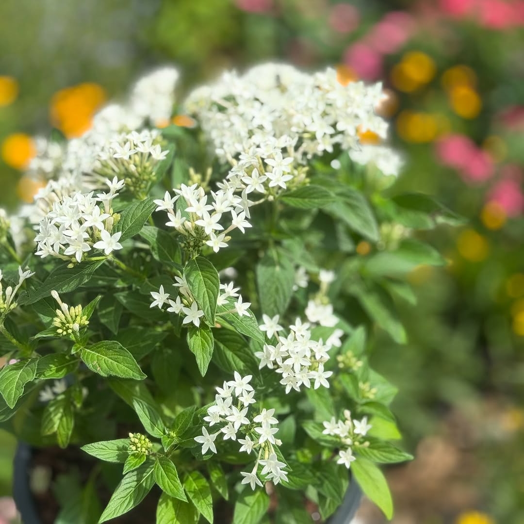 Pentas - White