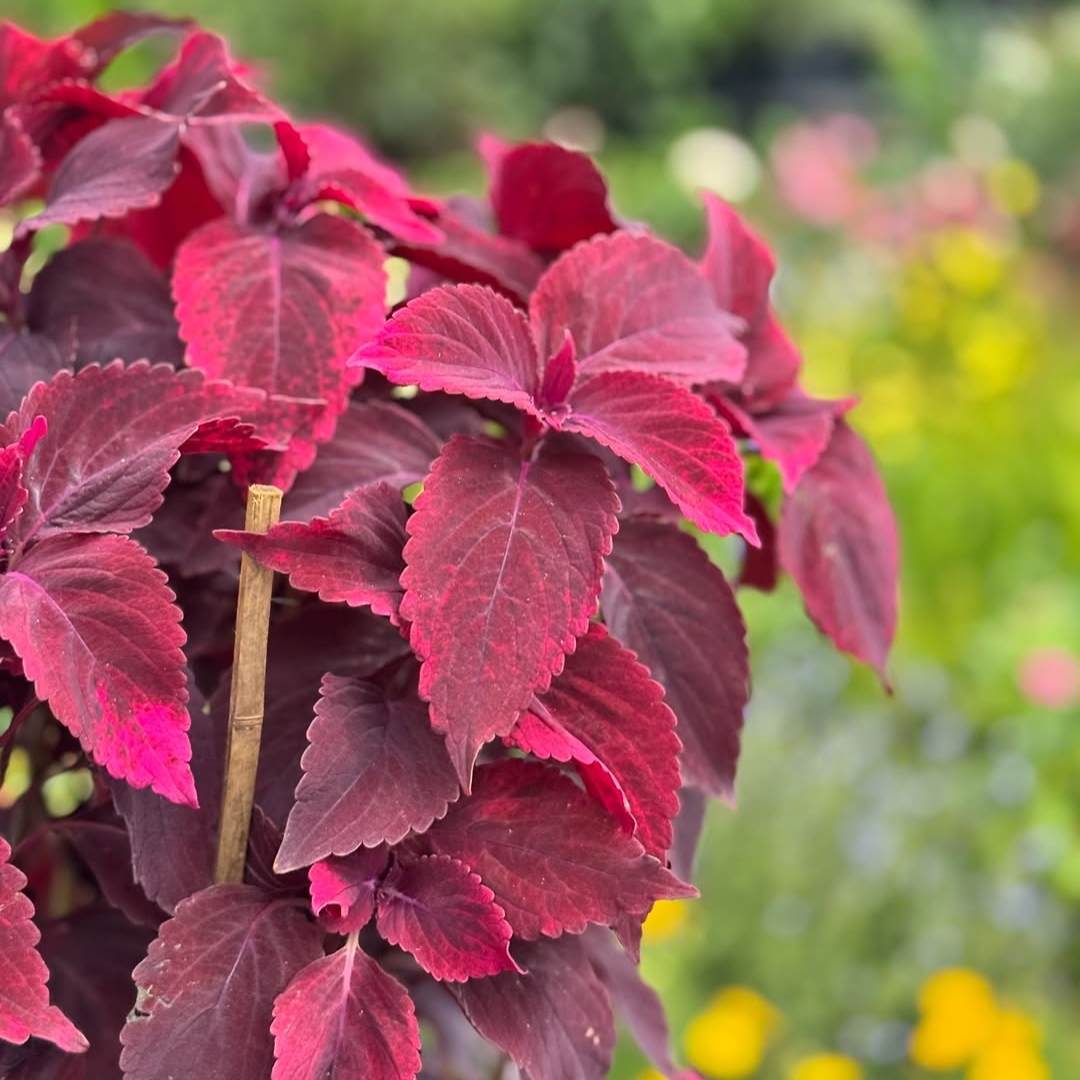 Coleus - Dark Red