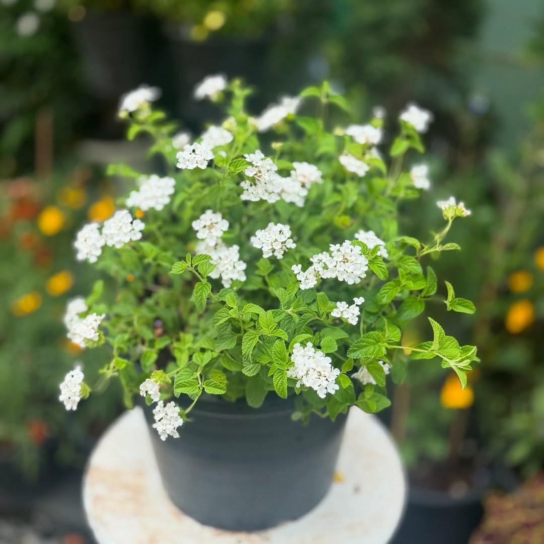 Lantana - white