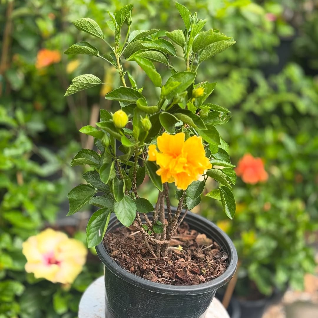 Hibiscus Yellow