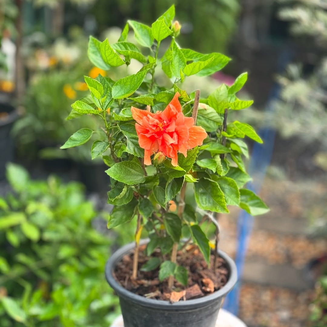 Hibiscus Orange