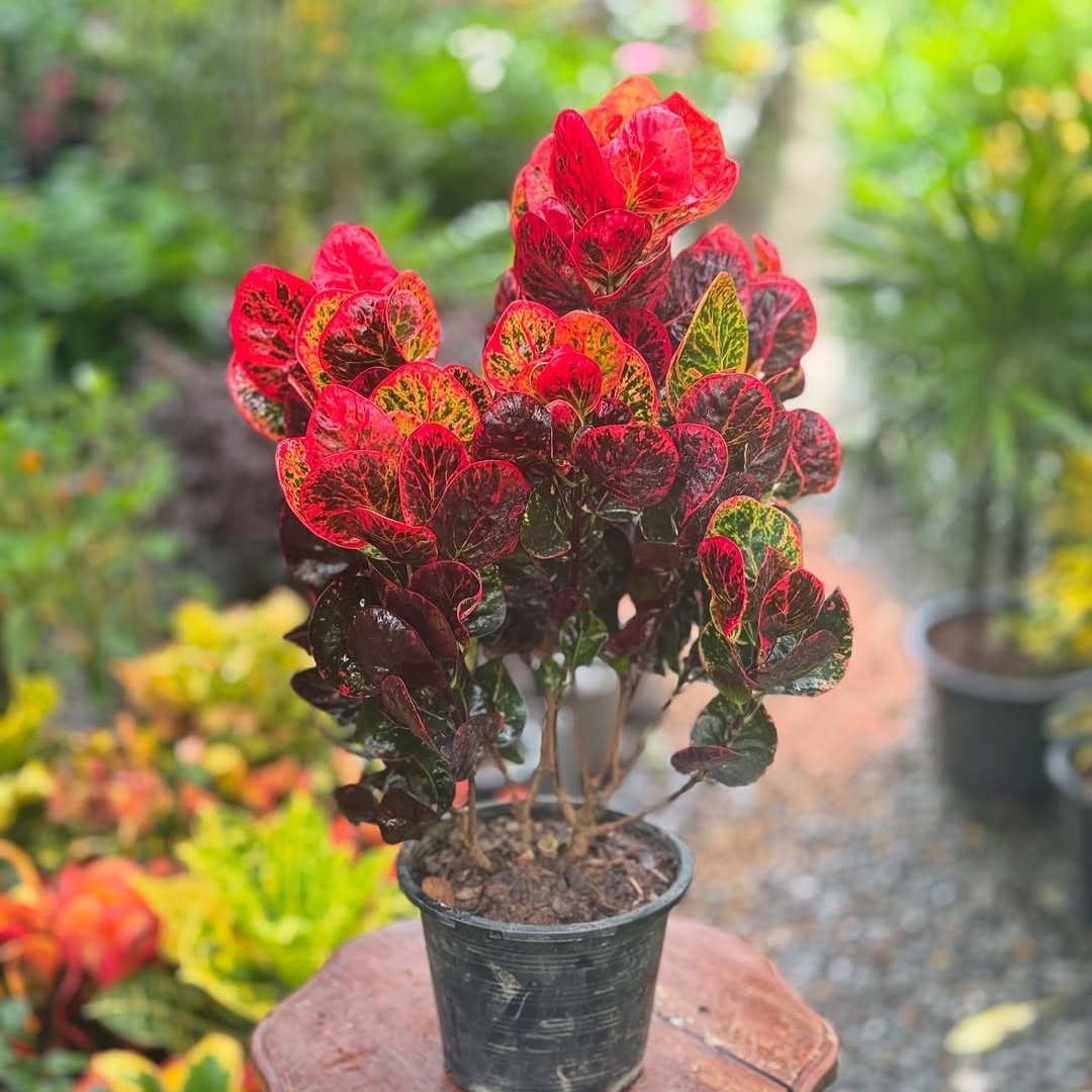 Apple Croton
