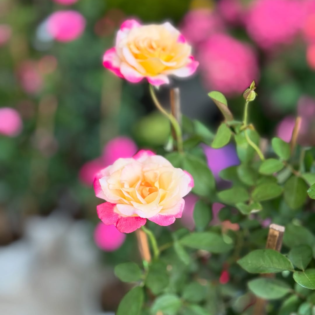 Rose - Double Tone
