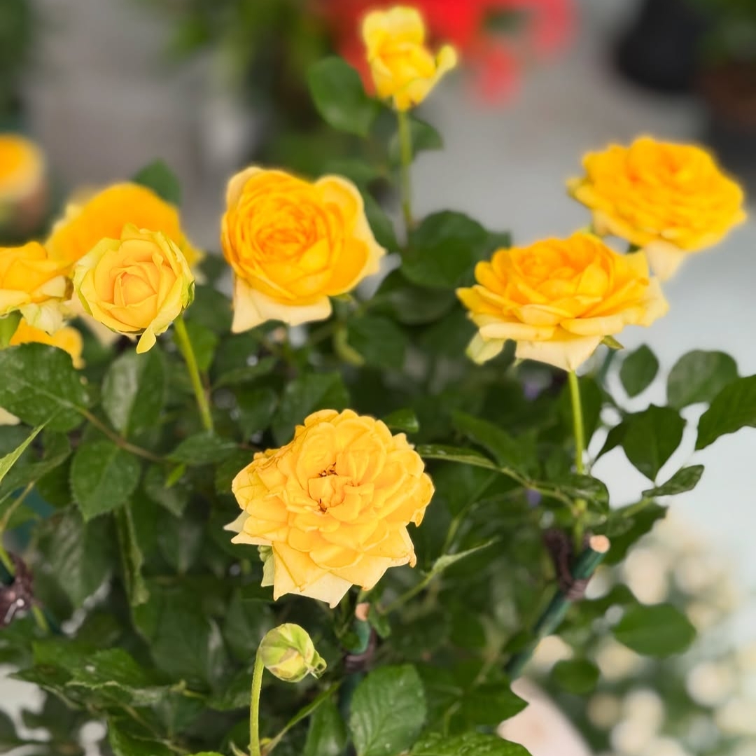 Rose - Yellow hybrid