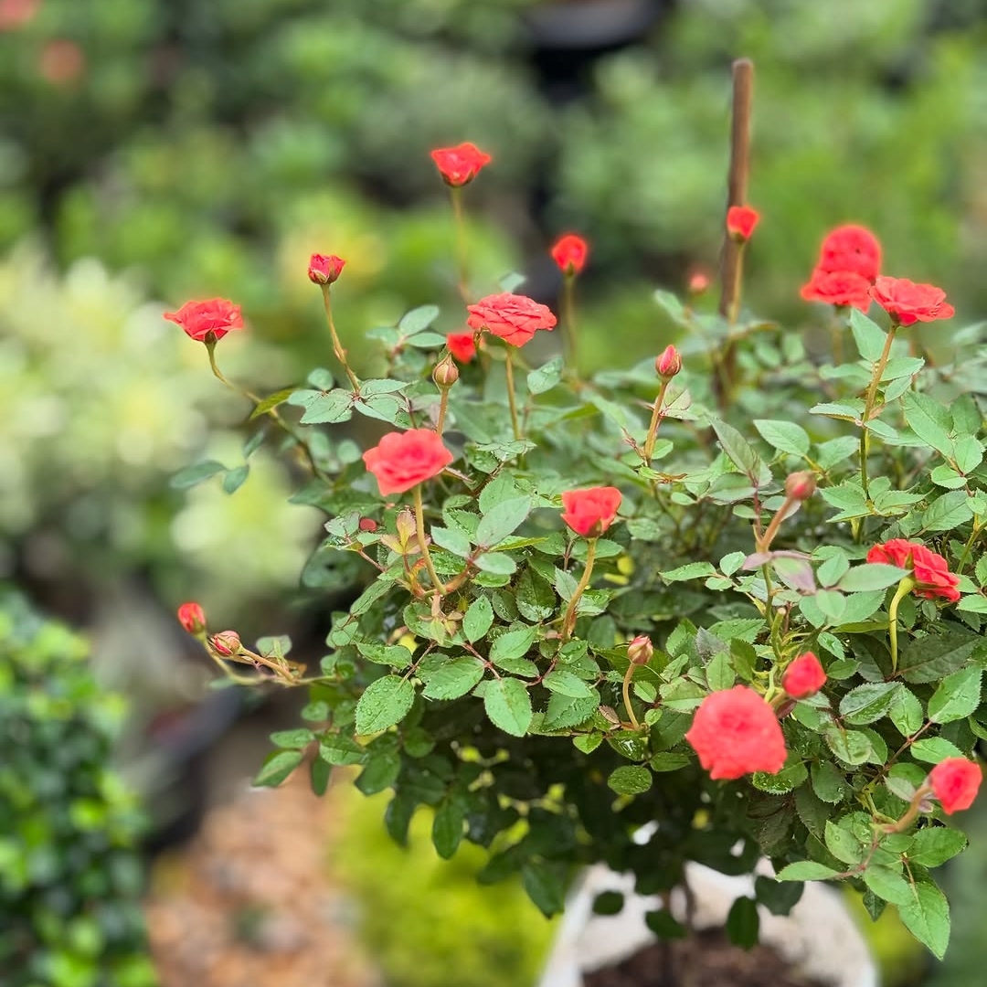 Rose - Miniature Orange