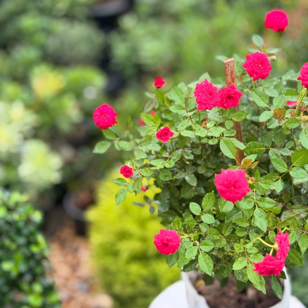 Rose - Miniature Pink