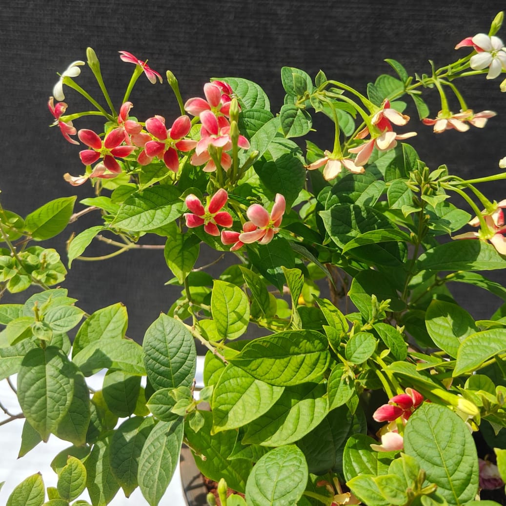 Madhumalti / Rangoon Creeper