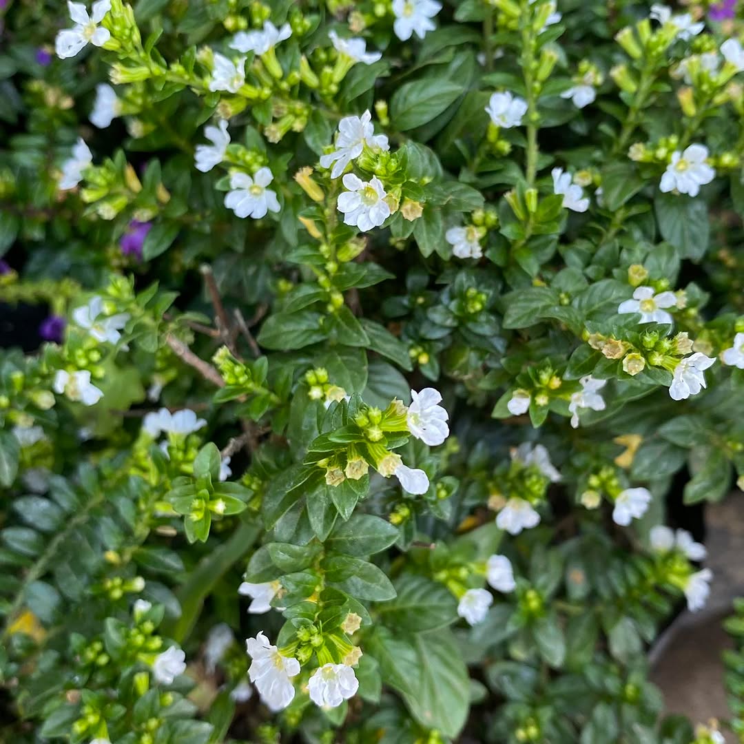 Cuphea Hyssopifolia - White