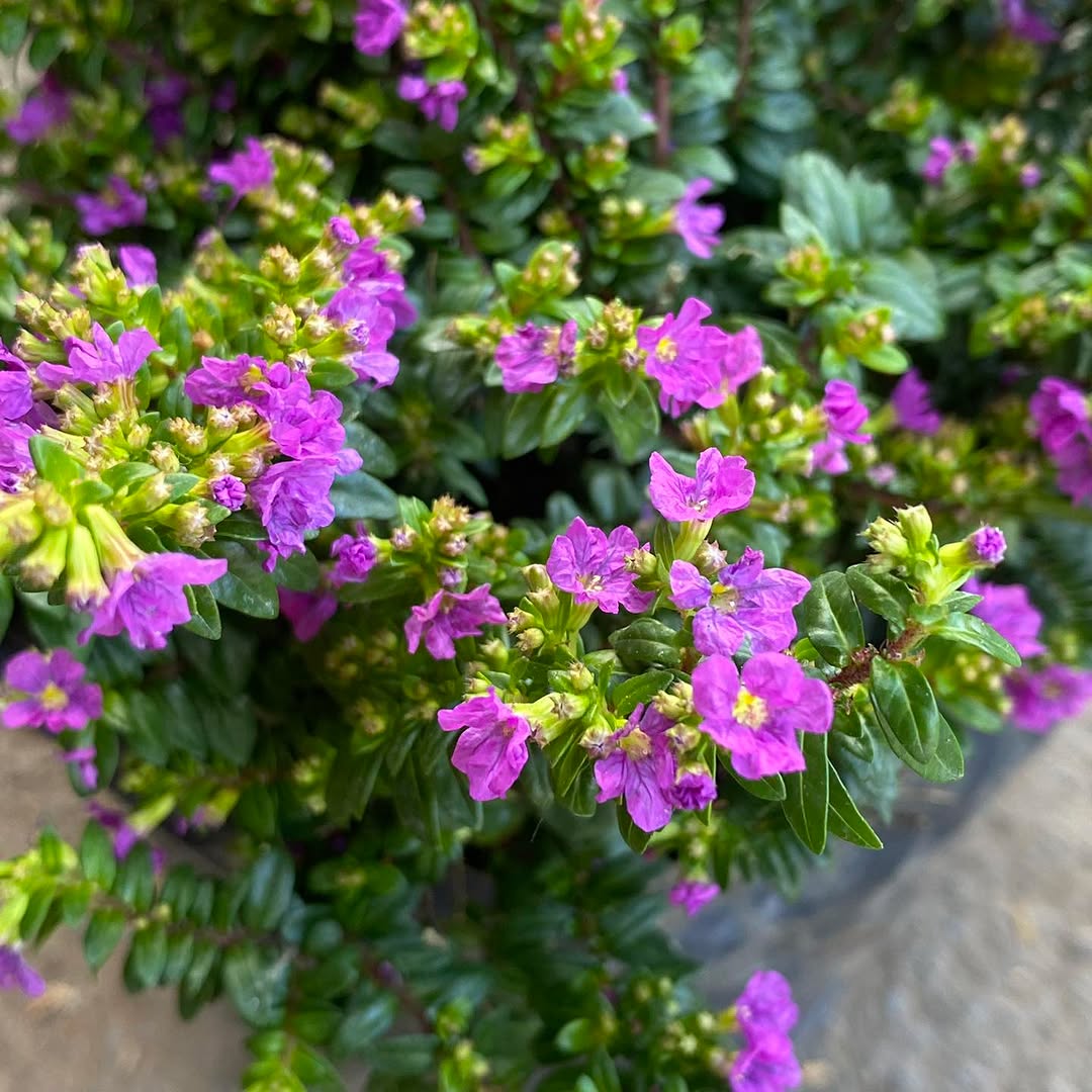 Cuphea Hyssopifolia  - Lavender