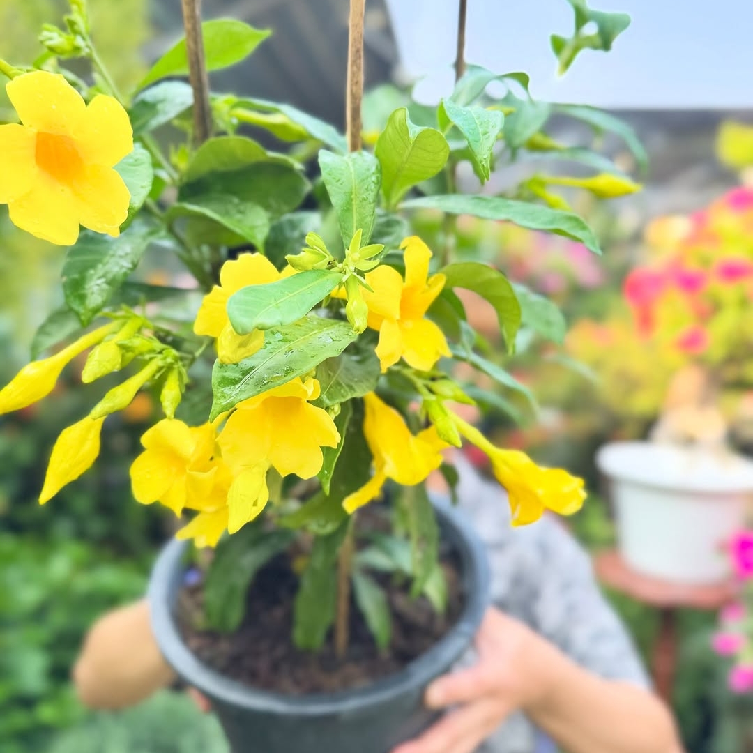Allamanda  - Yellow creeper