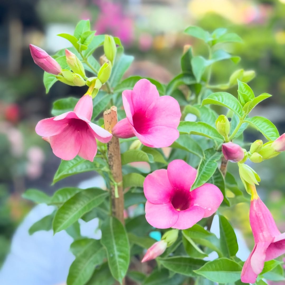 Allamanda - Pink creeper