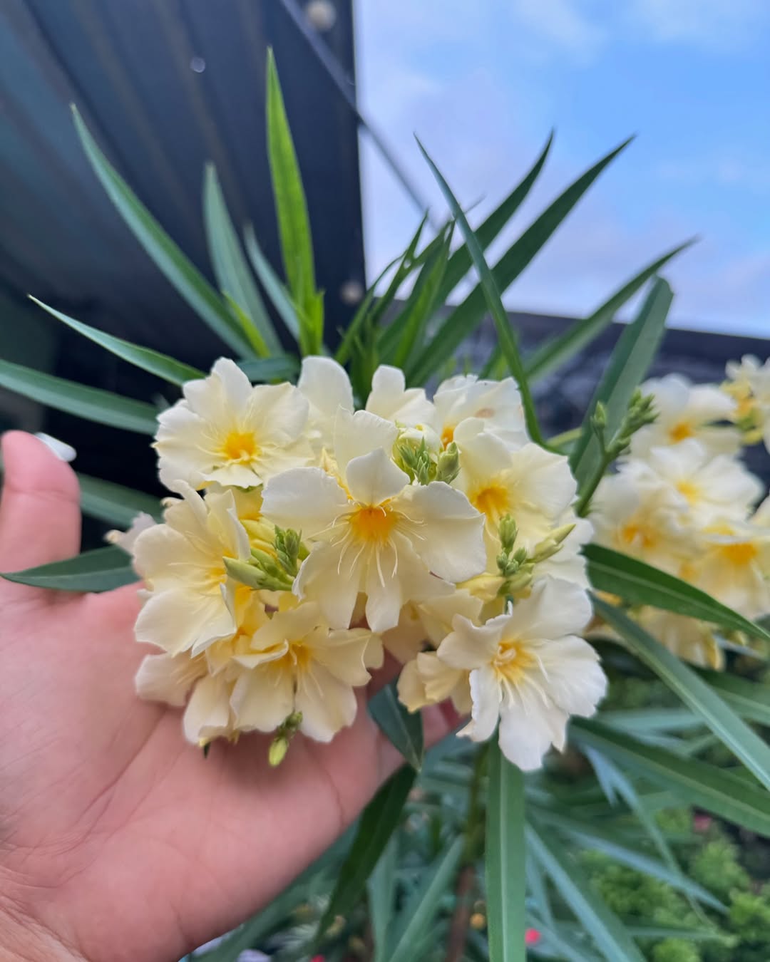 Kanher - yellow