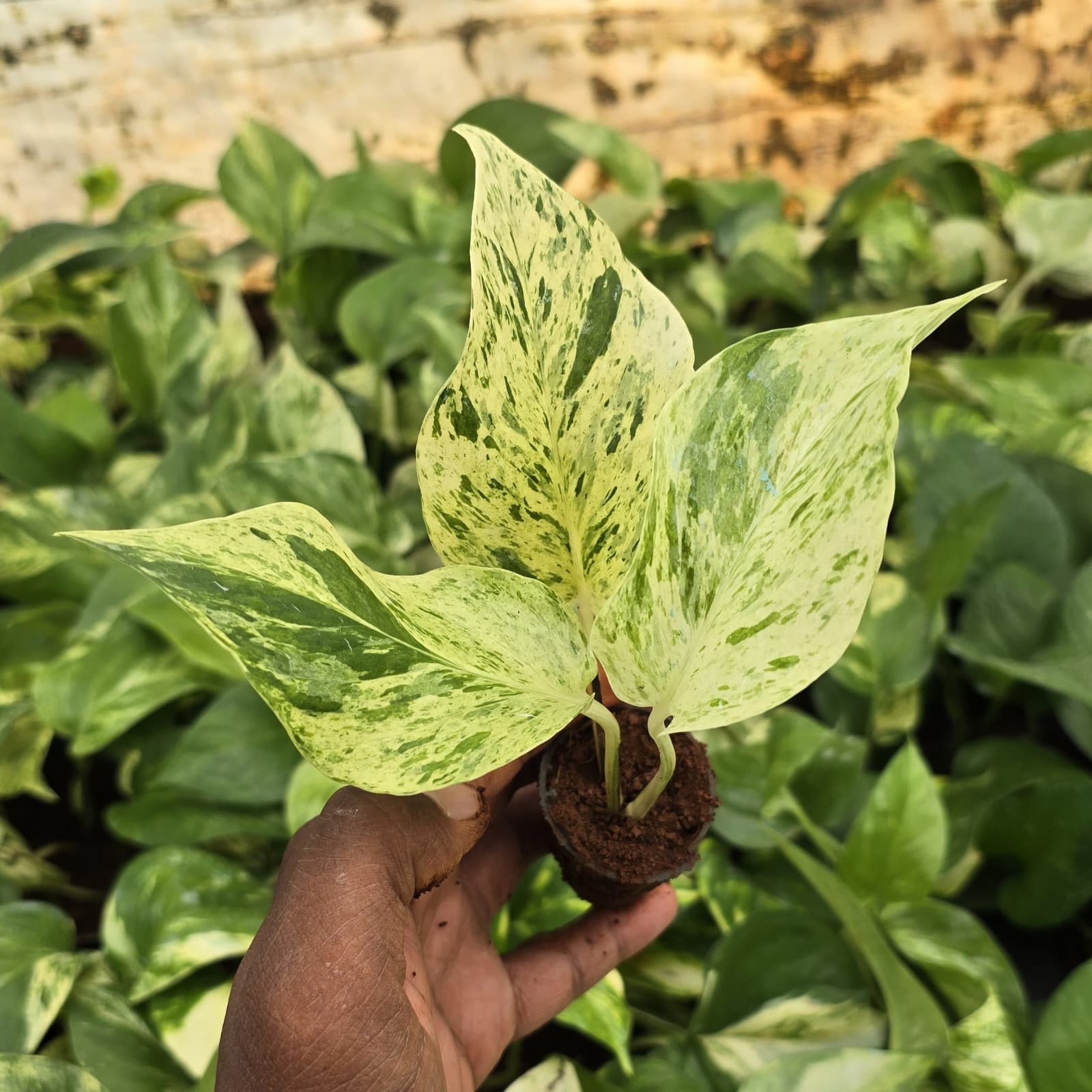 Money Plant Marble netpot
