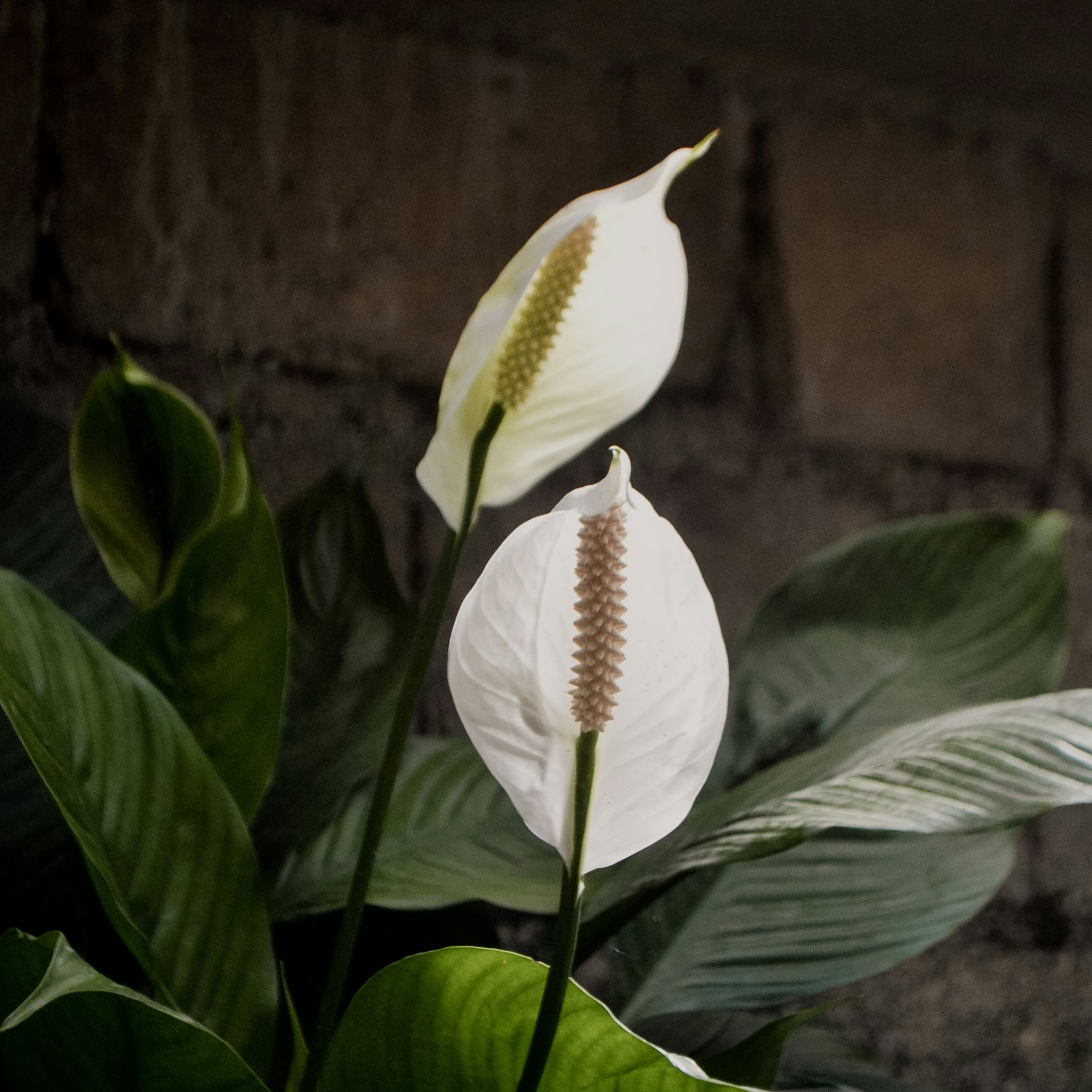 Peace lily netpot