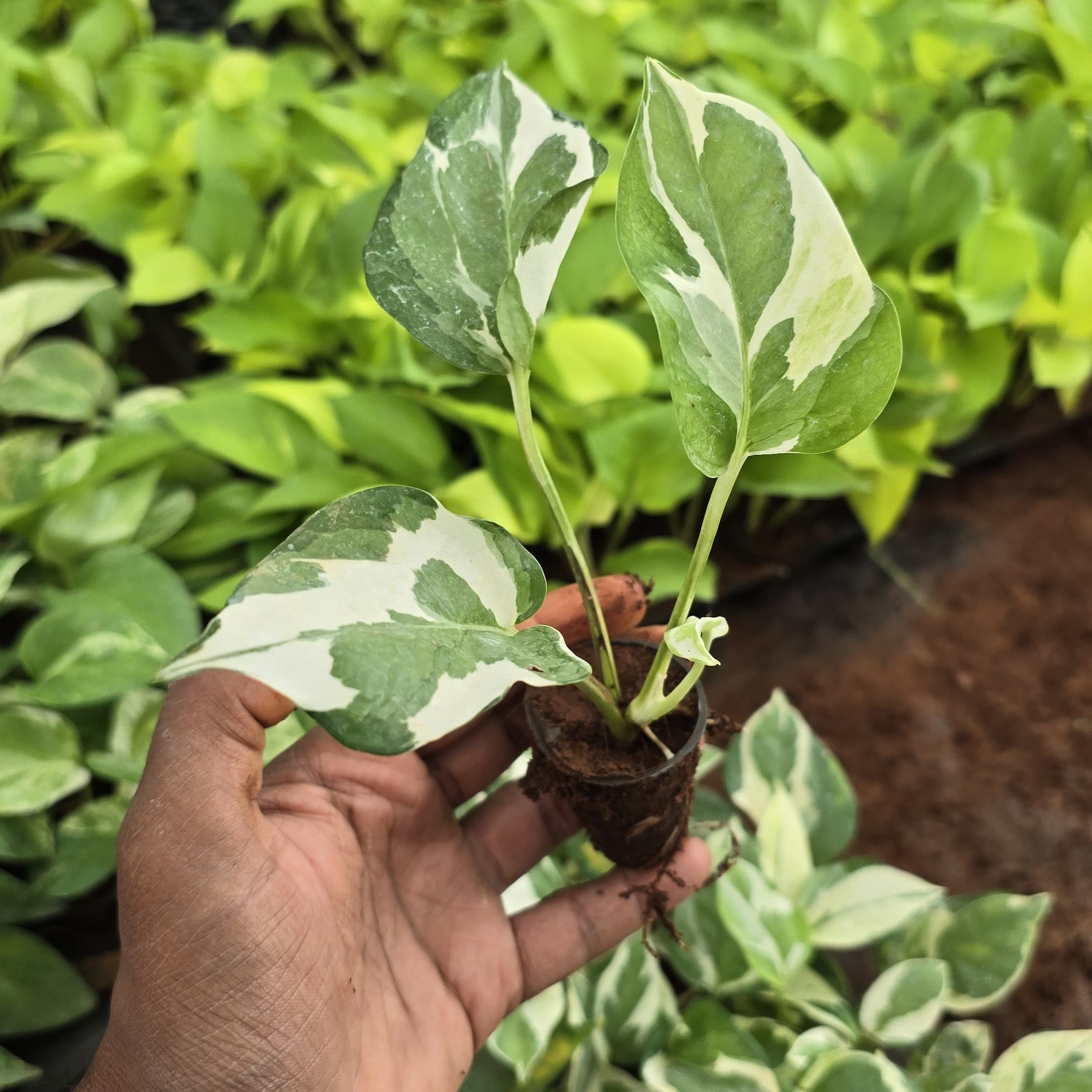 money plant Enjoy netpot
