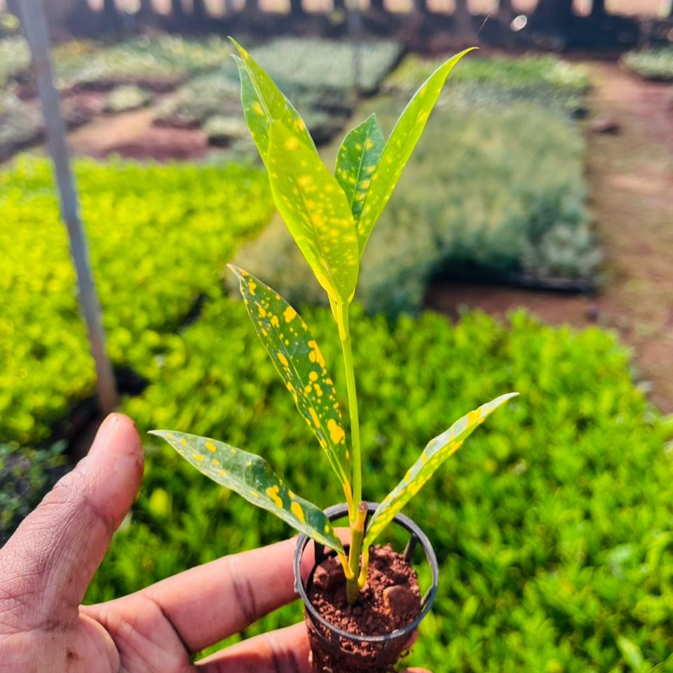 Lemon croton netpot