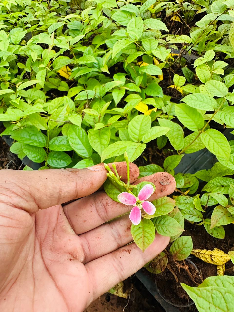 Madhumalti netpot