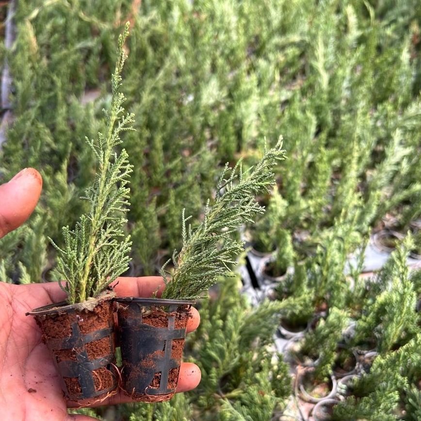 Pencil pine