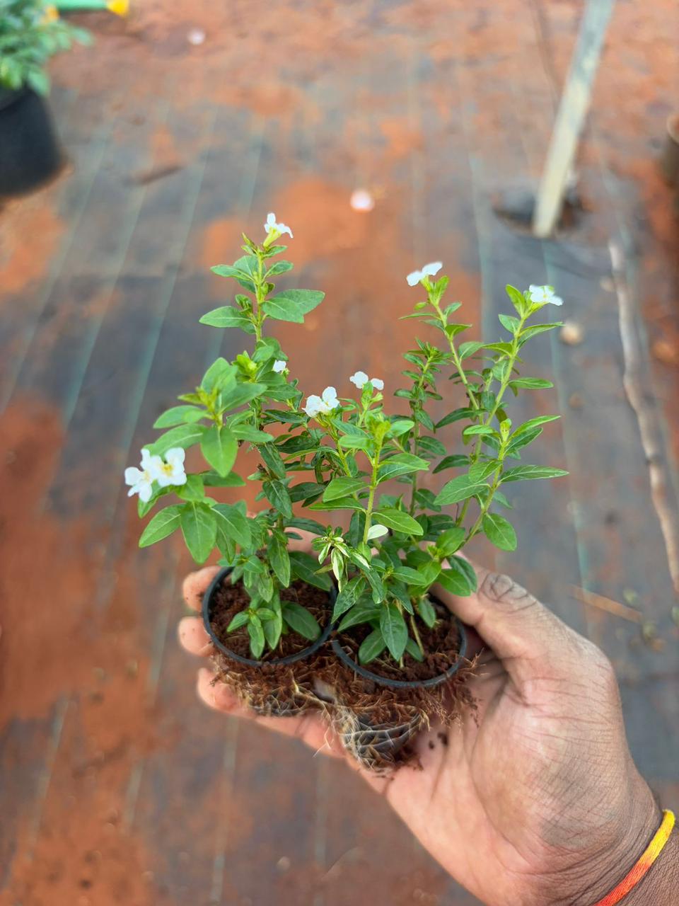 Cuphea white netpot