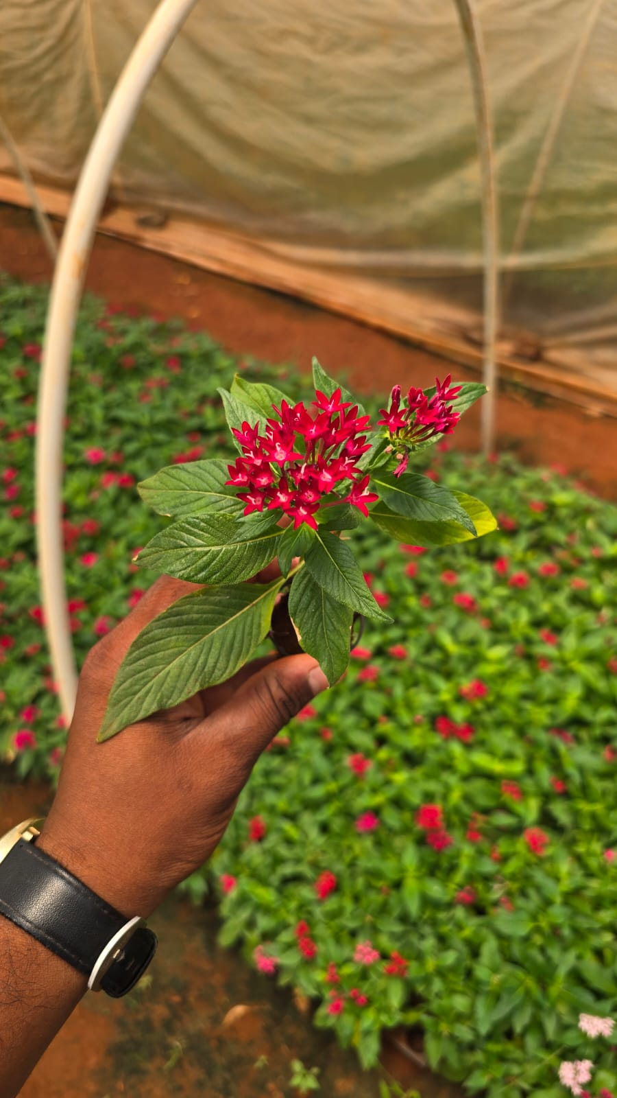 Pentas mix