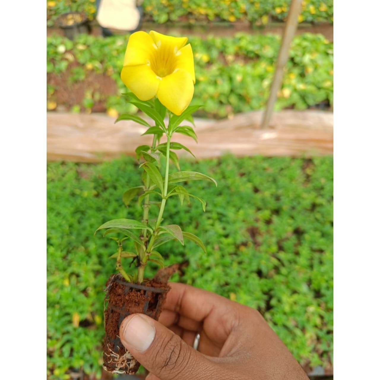 Allamanda yellow netpot