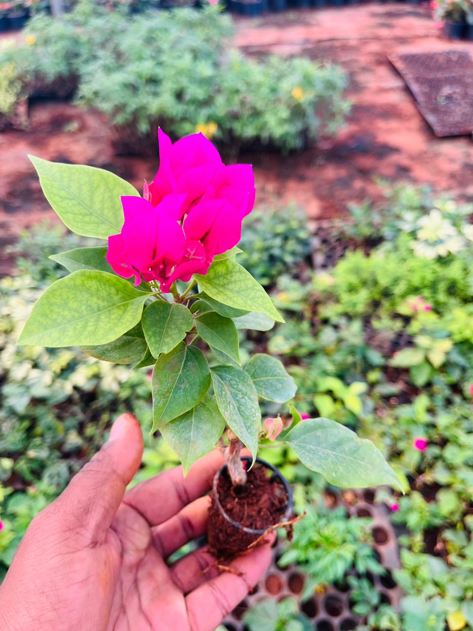 Bougainville Pink netpot