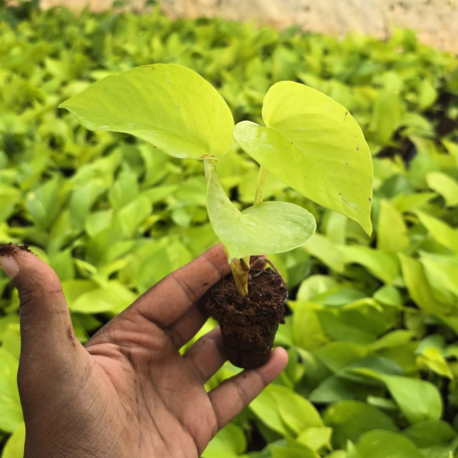 money plant Golden netpot