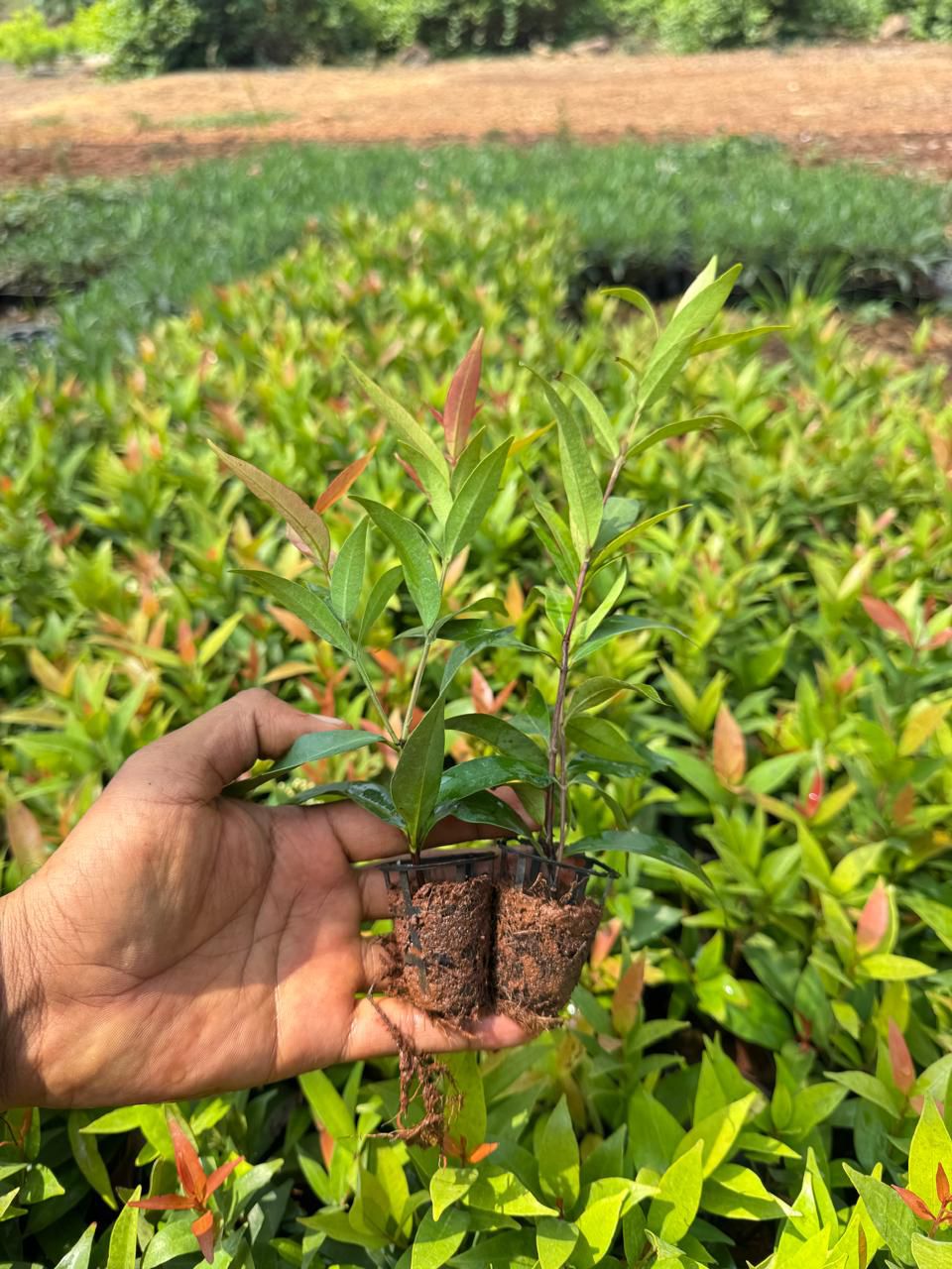 Cristina ficus netpot