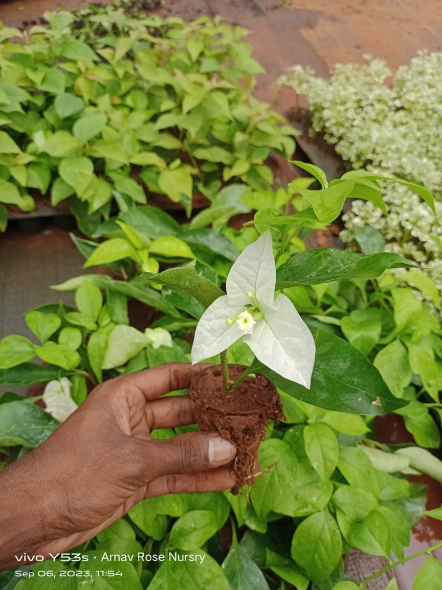 Bougainville white dwarf netpot