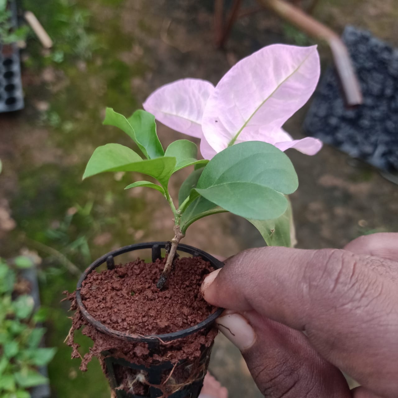 Bougainville light pink netpot